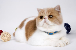 猫总写真,捕捉喵星人的优雅瞬间